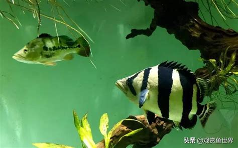 養魚虎|魚友經驗總結：虎魚飼養治療及挑選